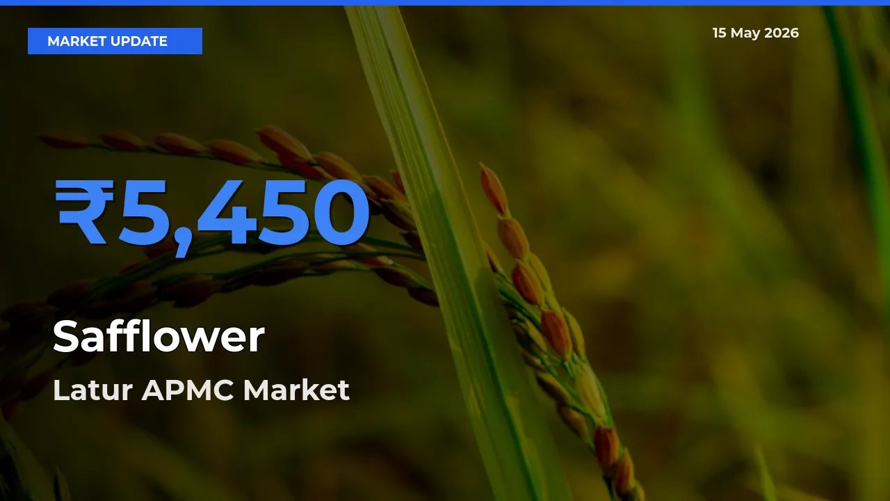 Latur APMC Emerges as Top Mandi for Safflower Prices Today