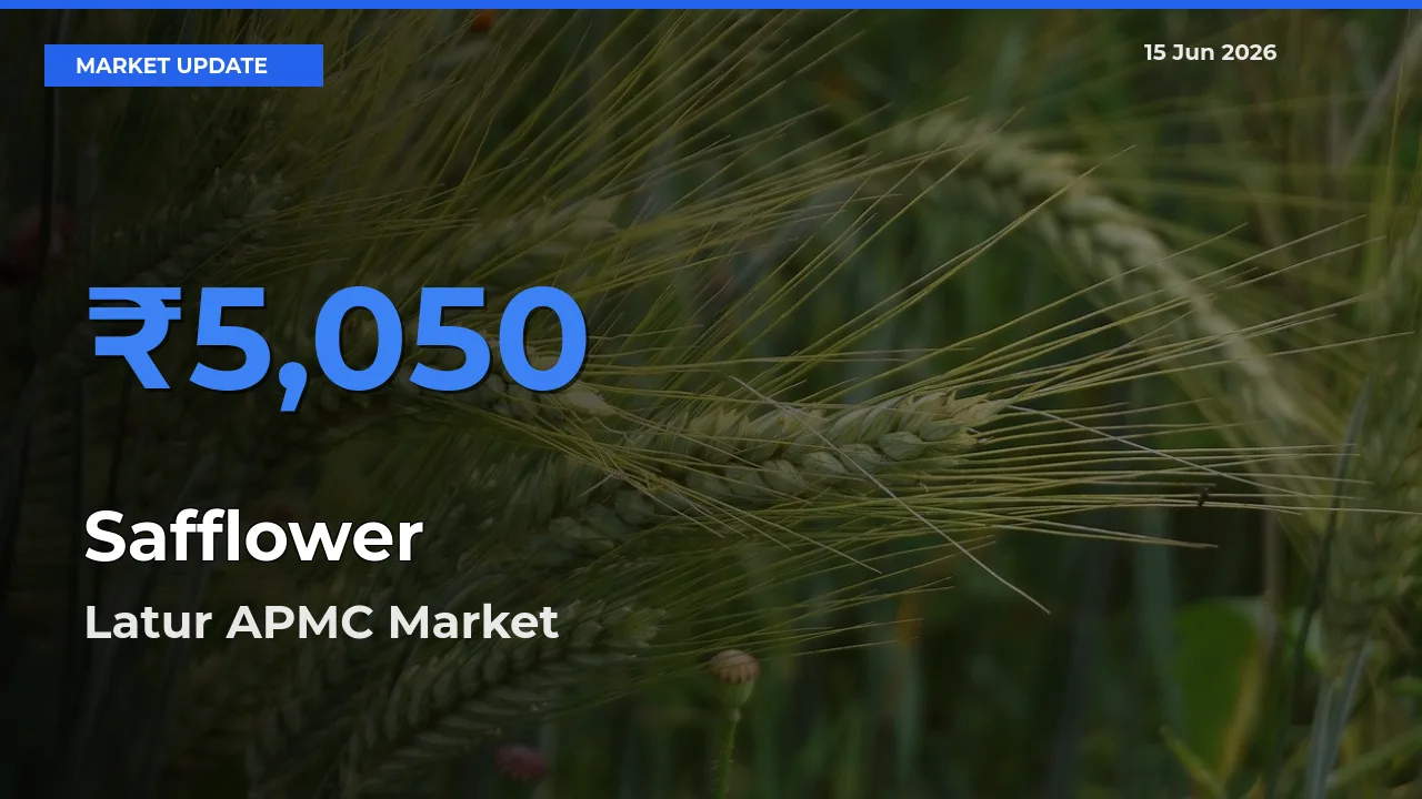 Latur APMC Leads as Top Mandi for Safflower Prices