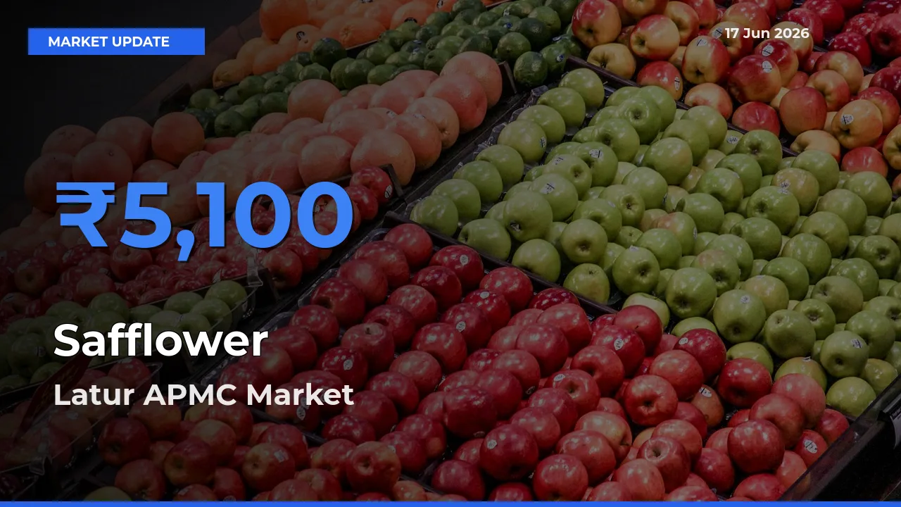 Top Performer! Latur APMC Offers Best Safflower Price Today