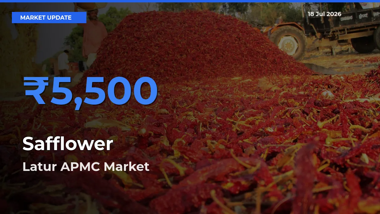 Market Watch: Latur APMC Becomes Top Mandi for Safflower