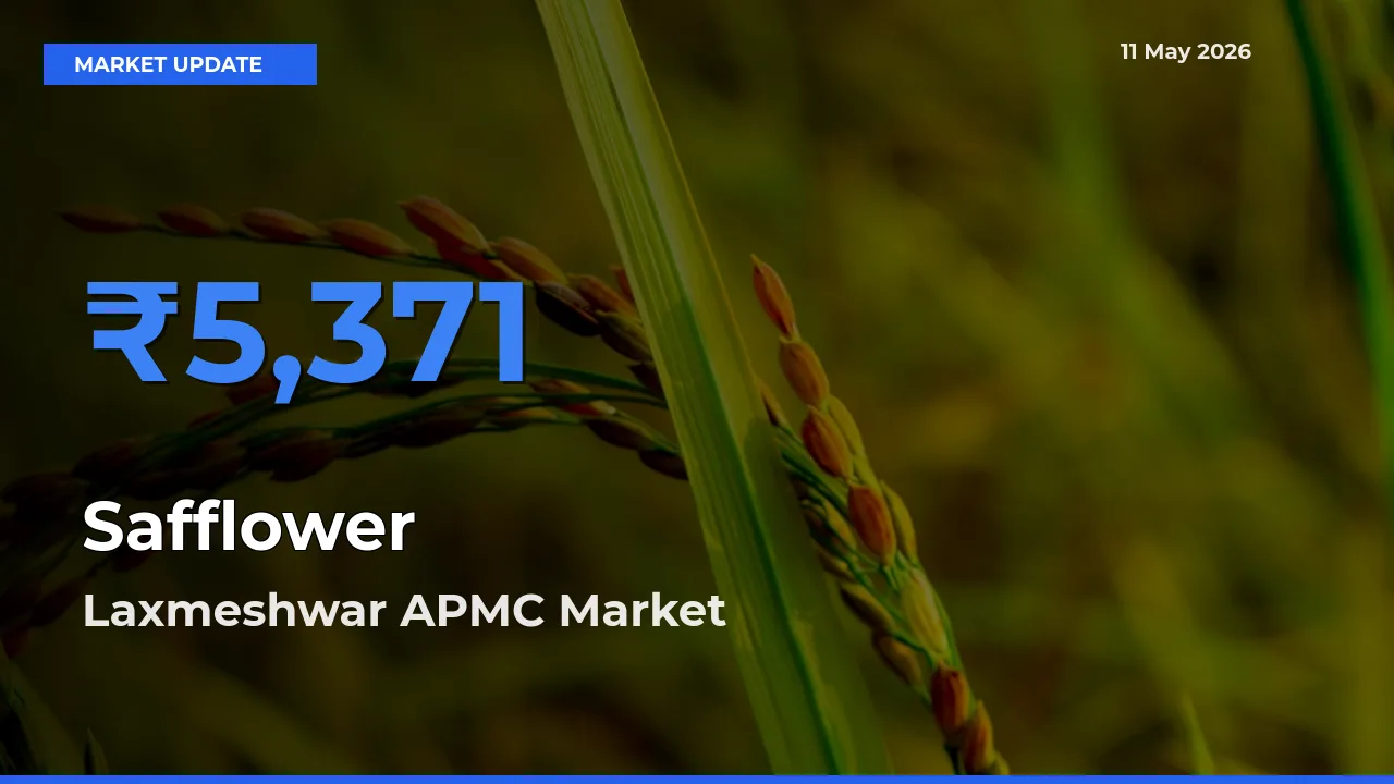 Laxmeshwar APMC Offers ₹5,371 – Highest Safflower Rate Today