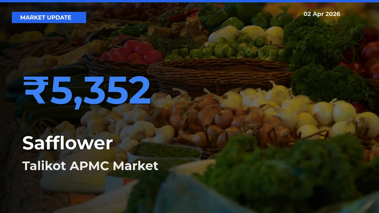 Talikot APMC Tops Safflower Mandi Rates Today