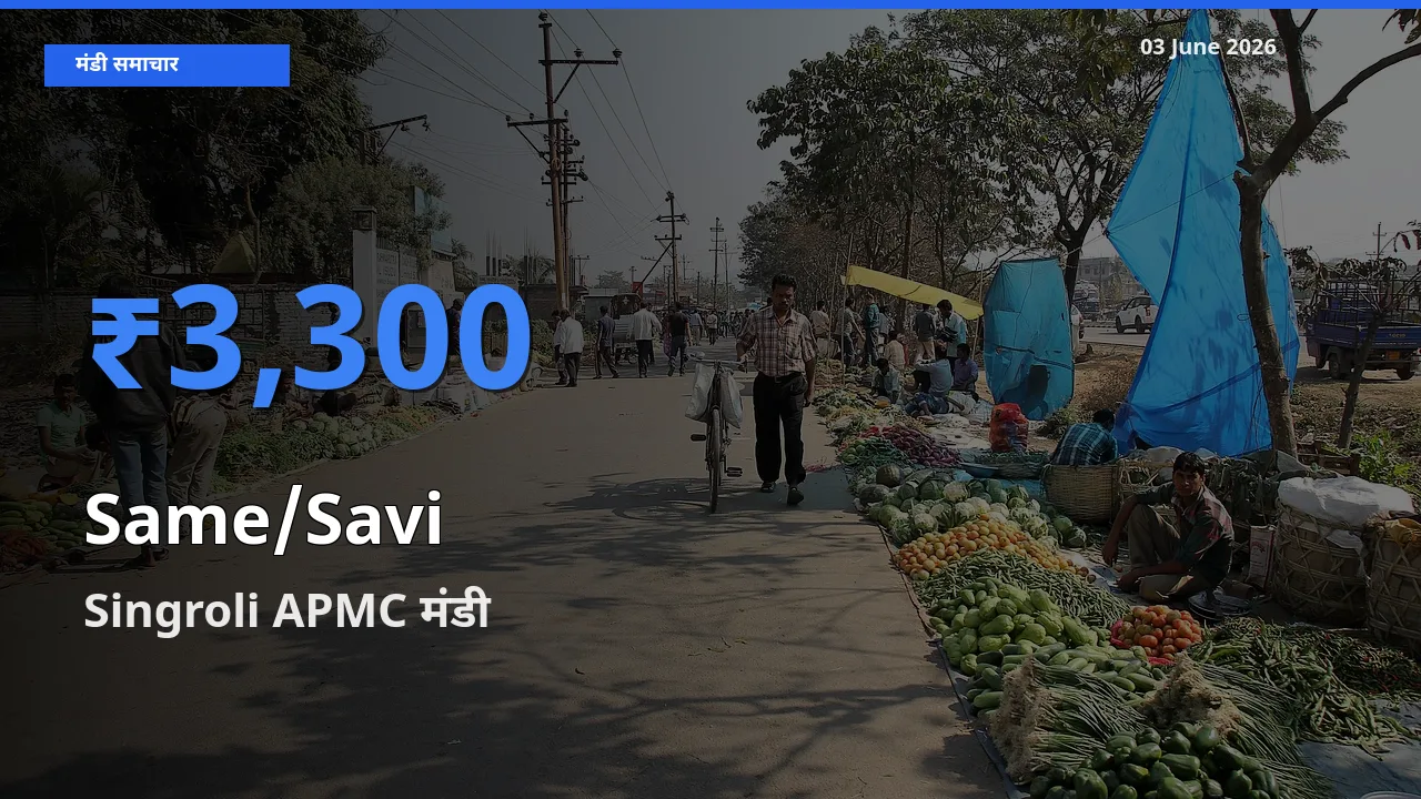 आज सामा के सबसे ऊँचे दाम ₹3,300 Singroli APMC मंडी में
