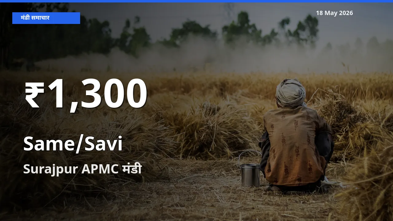 सामा के दामों में गिरावट, Surajpur APMC में 30 दिन का न्यूनतम भाव