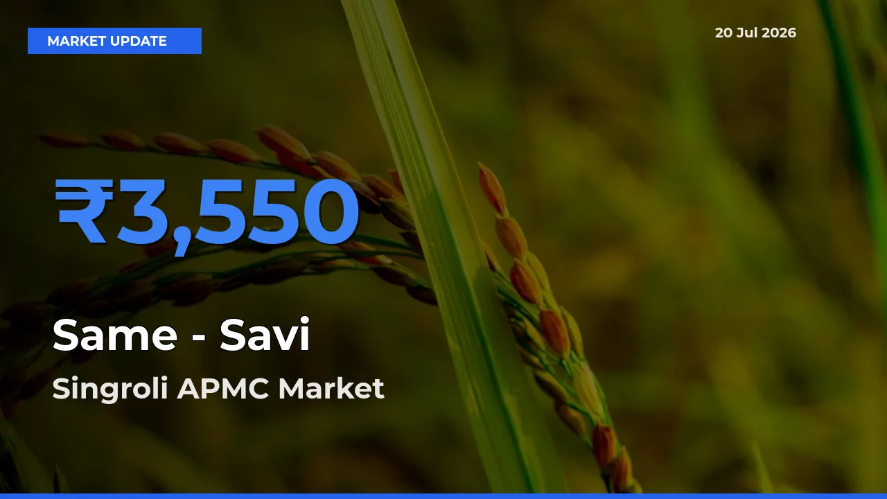 Top Performer! Singroli APMC Offers Best Same - Savi Price Today