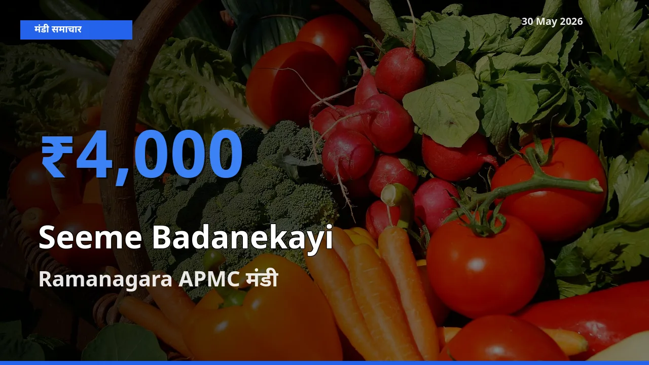 टॉप मंडी बना Ramanagara APMC! सीमेबदनेकाई के सबसे ऊँचे दाम यहीं दर्ज