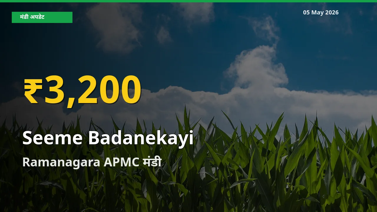 सीमेबदनेकाई के दामों ने बनाया नया रिकॉर्ड, Ramanagara APMC में तेज़ी