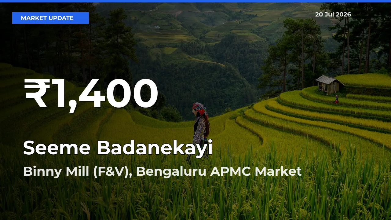 Seeme Badanekayi Hits 30-Day Low in Binny Mill (F&V), Bengaluru APMC