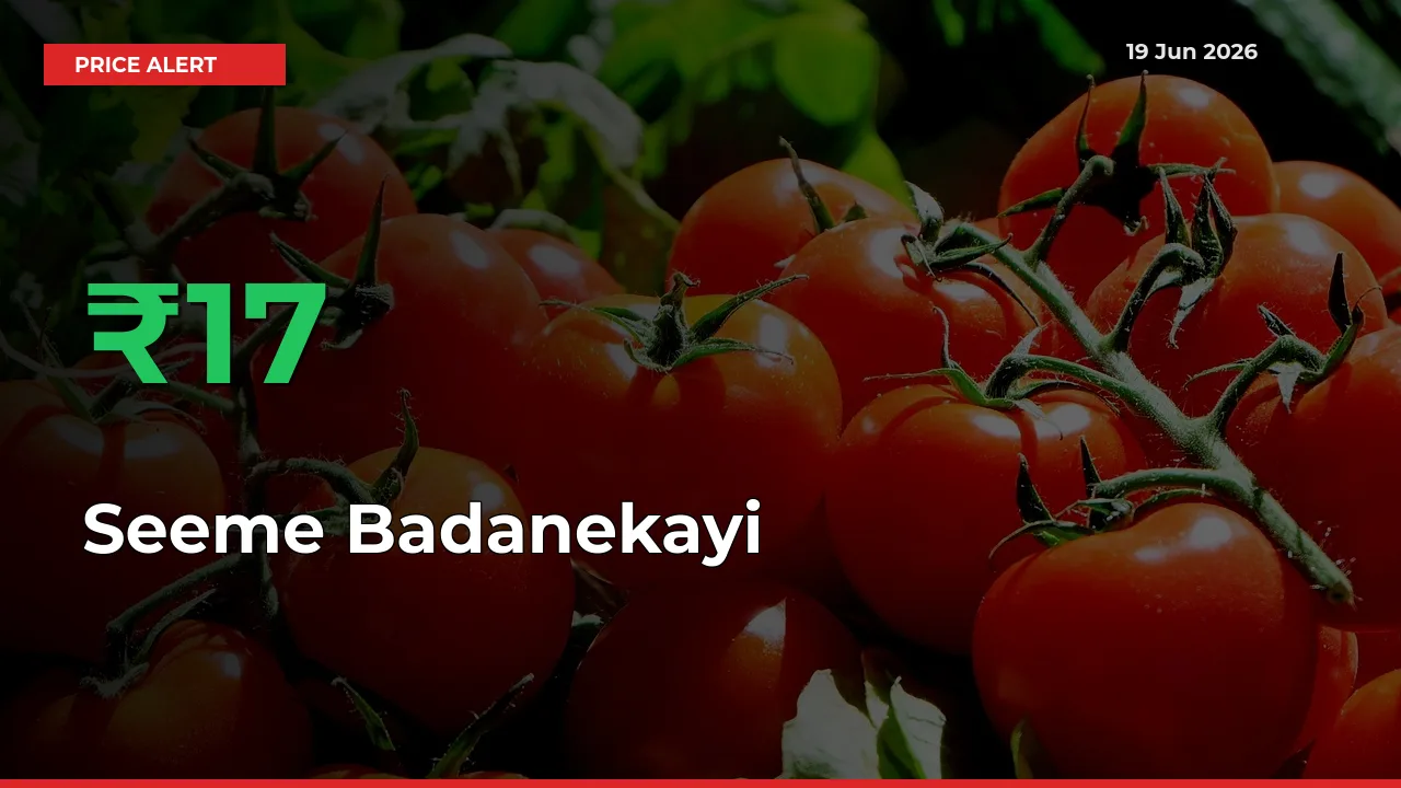 16.67% Spike in Seeme Badanekayi Prices – Mandi Sees Sudden Rally