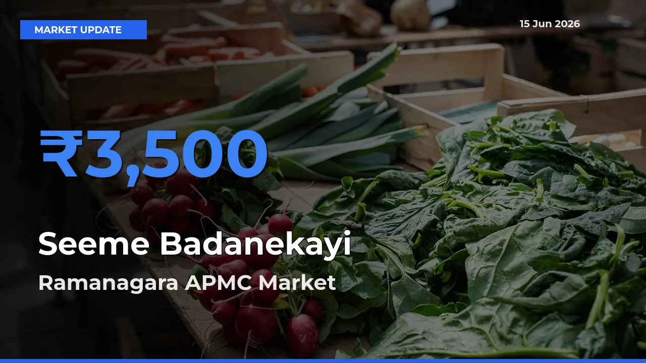 Top Performer! Ramanagara APMC Offers Best Seeme Badanekayi Price Today