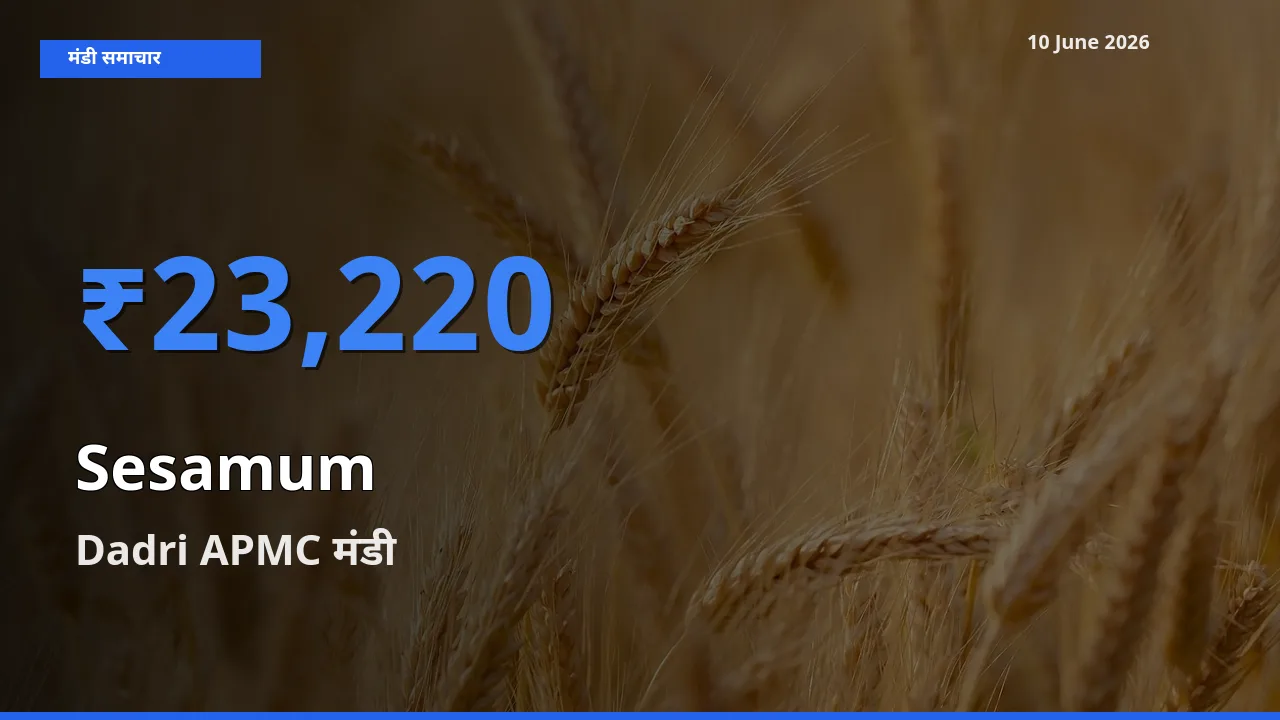 आज तिल (गिंगेली) के सबसे ऊँचे दाम ₹23,220 Dadri APMC मंडी में