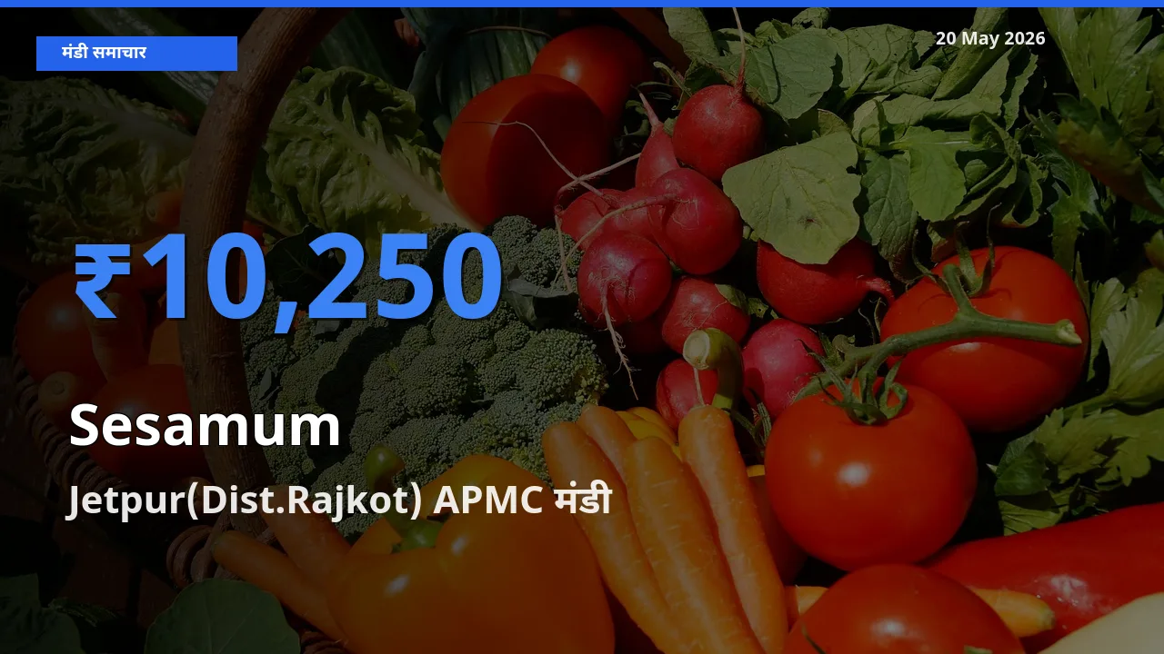 किसानों की पसंद बना Jetpur(Dist.Rajkot) APMC, तिल (गिंगेली) के सबसे अच्छे दाम