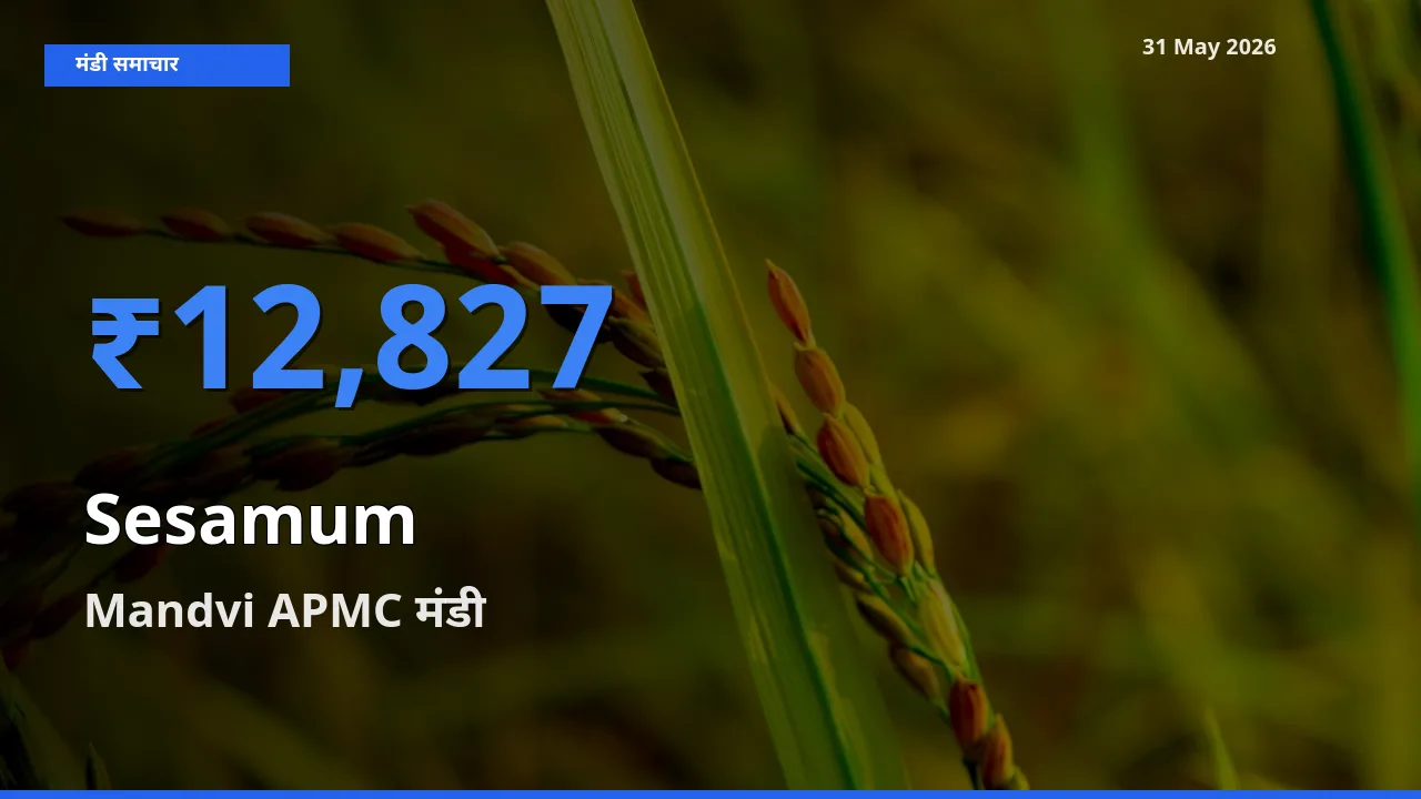 आज तिल (गिंगेली) के सबसे ज़्यादा दाम Mandvi APMC मंडी में दर्ज