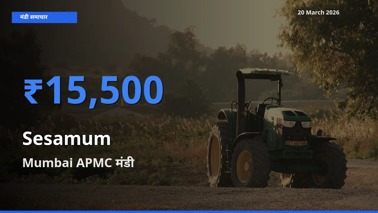किसानों की पसंद बना Mumbai APMC, तिल (गिंगेली) के सबसे अच्छे दाम