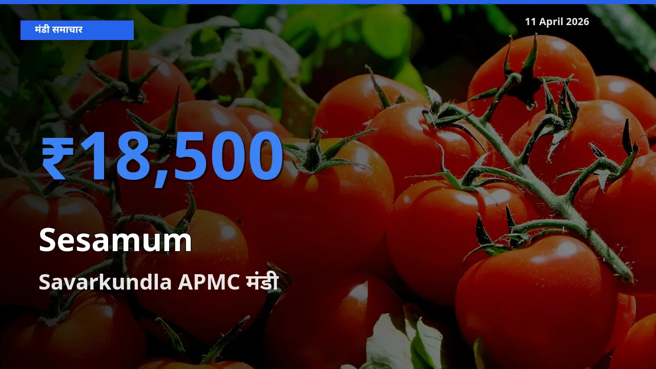आज तिल (गिंगेली) के सबसे ज़्यादा दाम Savarkundla APMC मंडी में दर्ज
