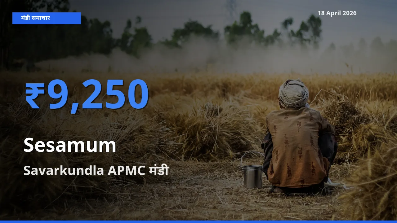 आज तिल (गिंगेली) के सबसे ज़्यादा दाम Savarkundla APMC मंडी में दर्ज