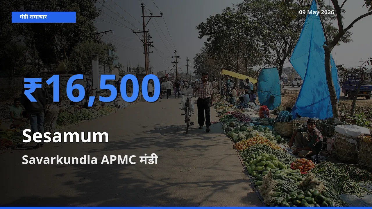 Savarkundla APMC मंडी में तिल (गिंगेली) ₹16,500 पर पहुँचा – आज का सर्वोच्च भाव