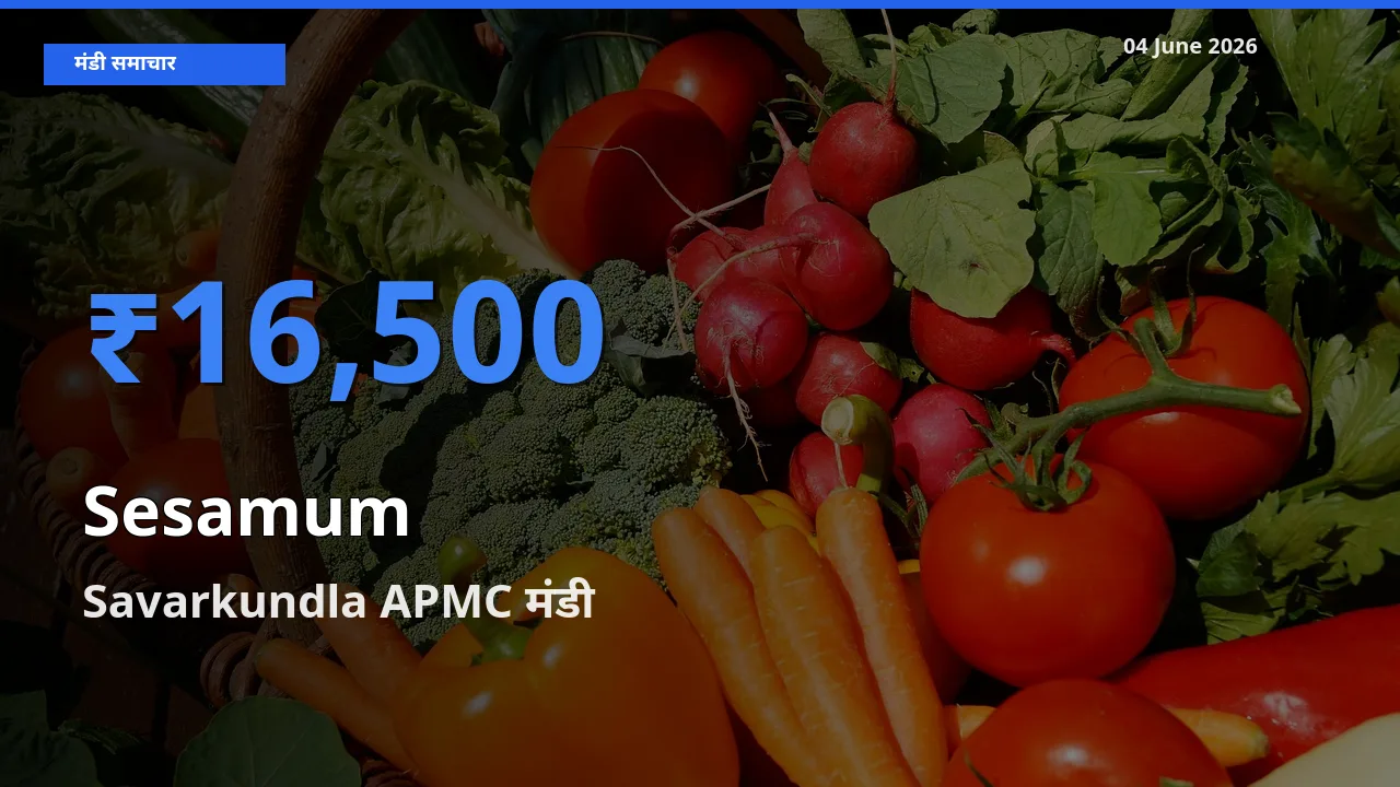 किसानों की पसंद बना Savarkundla APMC, तिल (गिंगेली) के सबसे अच्छे दाम