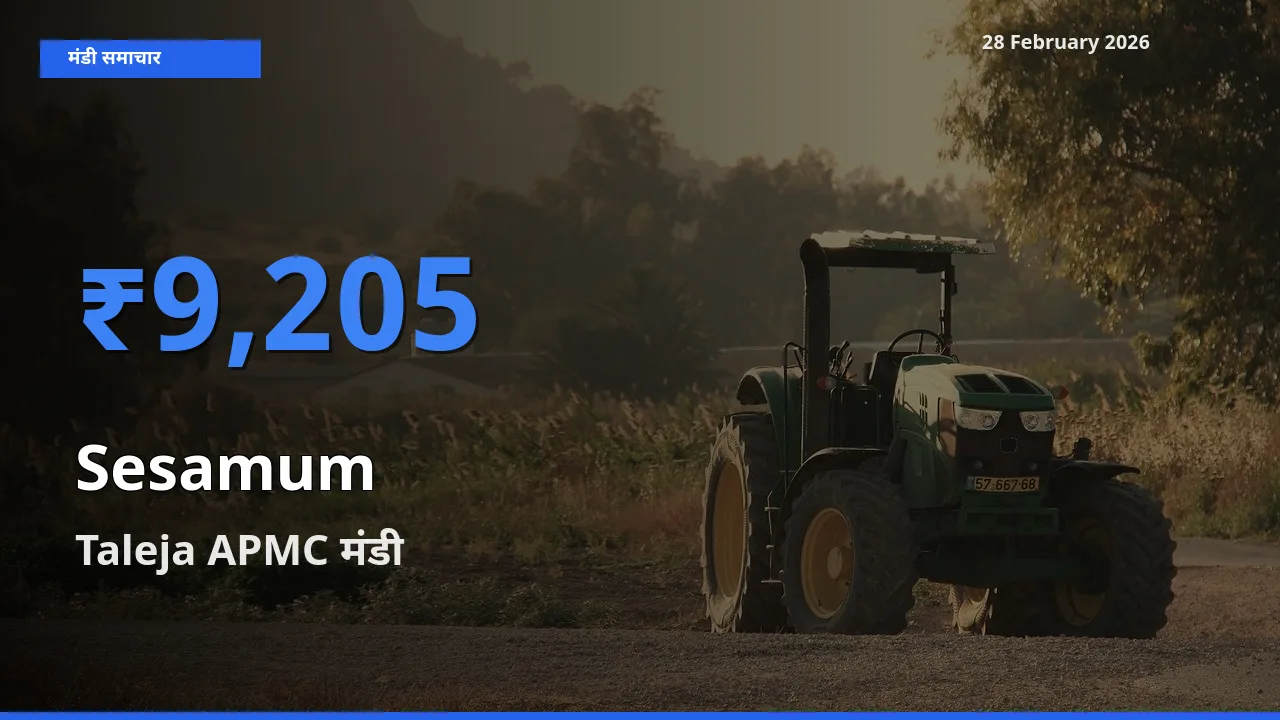 आज Sesamum के सबसे ज़्यादा दाम Taleja APMC मंडी में दर्ज