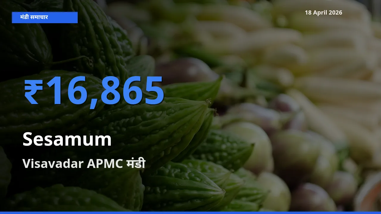 18 April अपडेट: तिल (गिंगेली) के सबसे ऊँचे दाम Visavadar APMC मंडी में