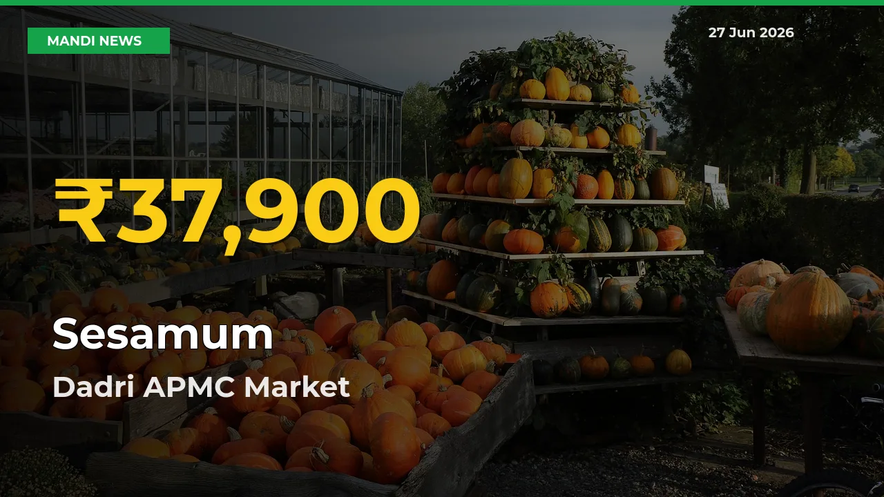 Sesamum Price Rally Continues – Dadri APMC Hits Fresh High Today