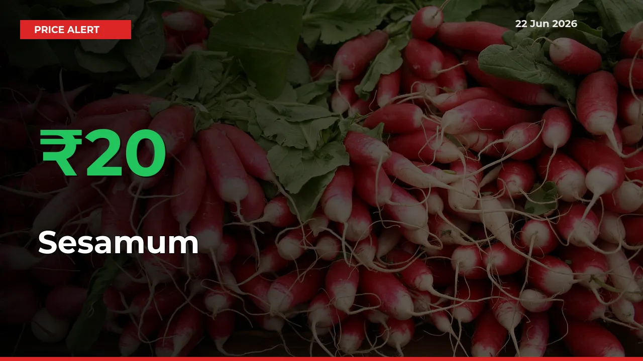 Sesamum Prices Rise 20.45% in a Day at Major Mandis
