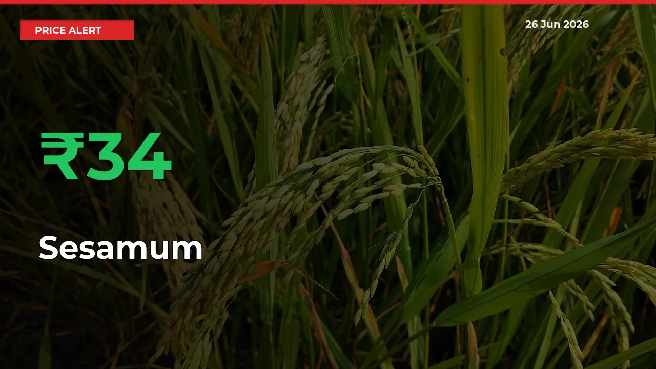 Sharp Jump! Sesamum Prices Climb 33.93% in 24 Hours at Key Mandis
