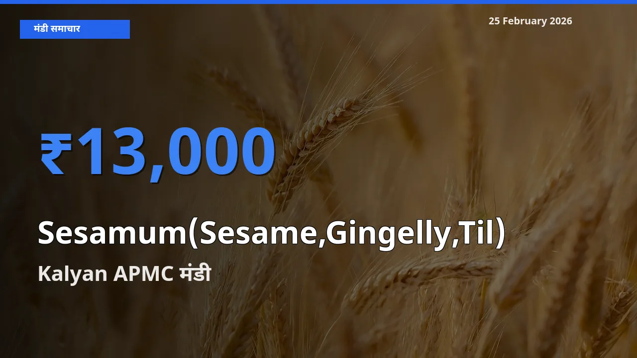 आज का मंडी भाव: Sesamum(Sesame,Gingelly,Til) के सबसे ज़्यादा दाम Kalyan APMC में