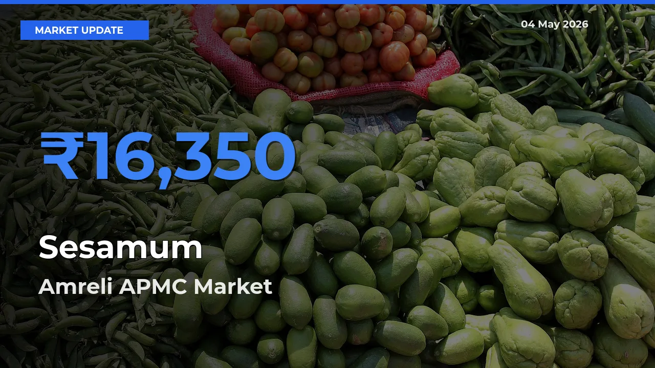 Amreli APMC Leads as Top Mandi for Sesamum Prices