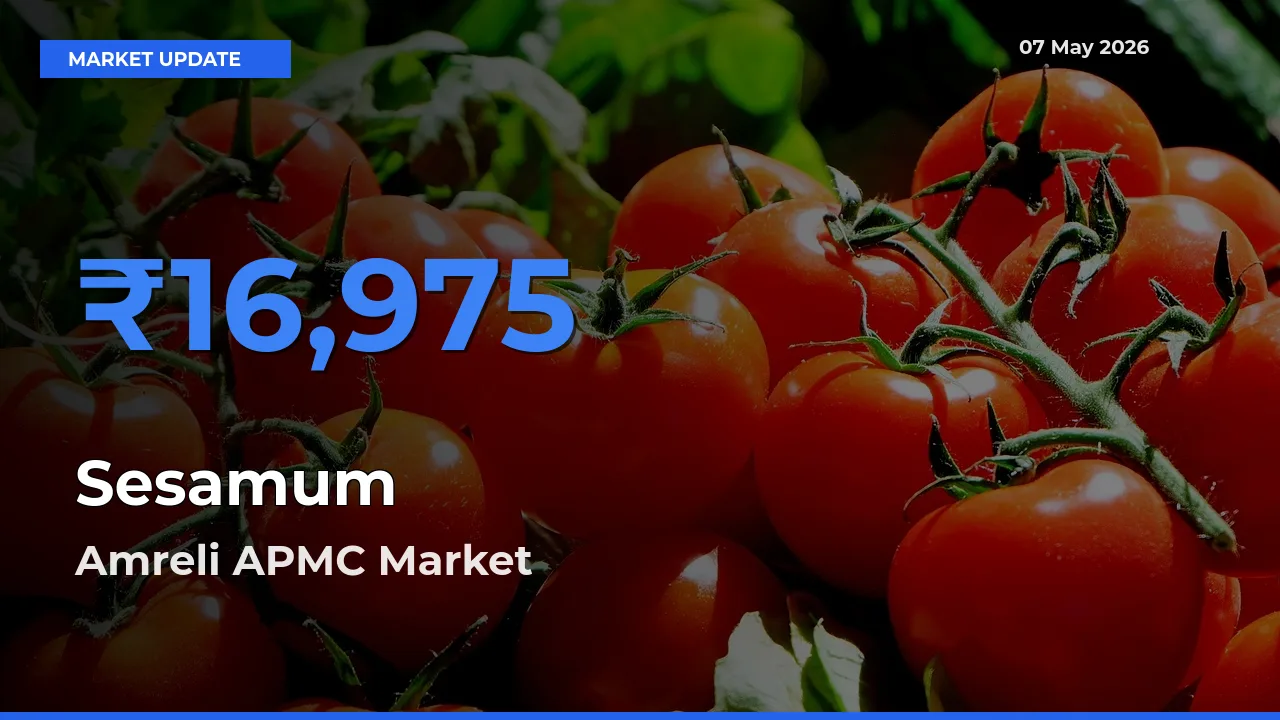 Top Performer! Amreli APMC Offers Best Sesamum Price Today