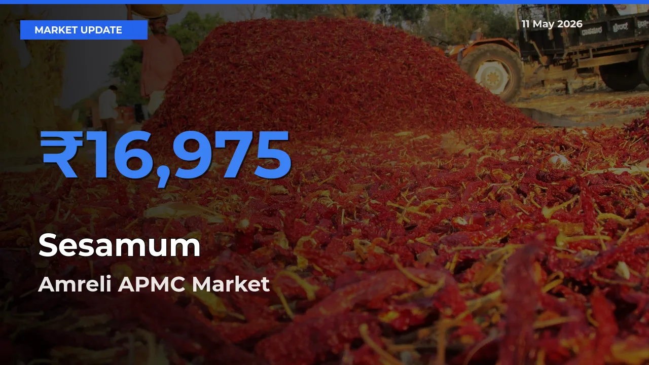 Amreli APMC Leads as Top Mandi for Sesamum Prices