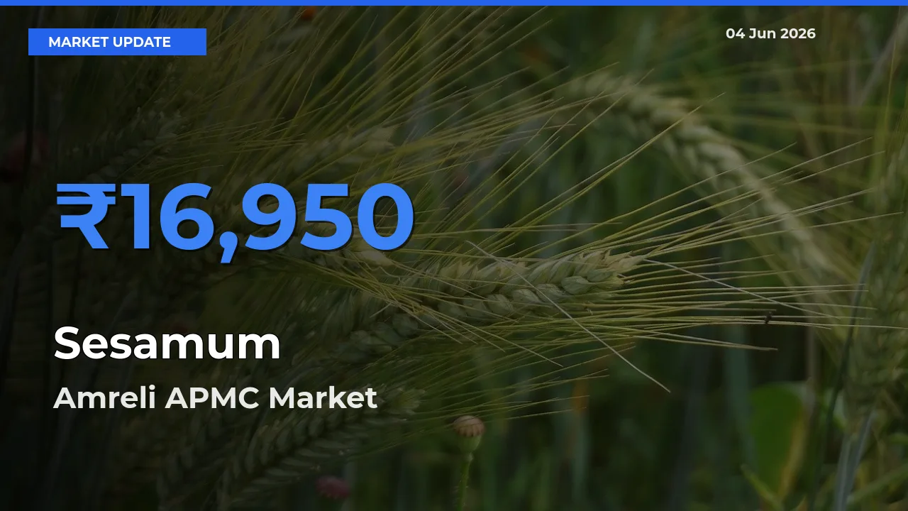 Farmers Prefer Amreli APMC as Sesamum Hits Highest Rate