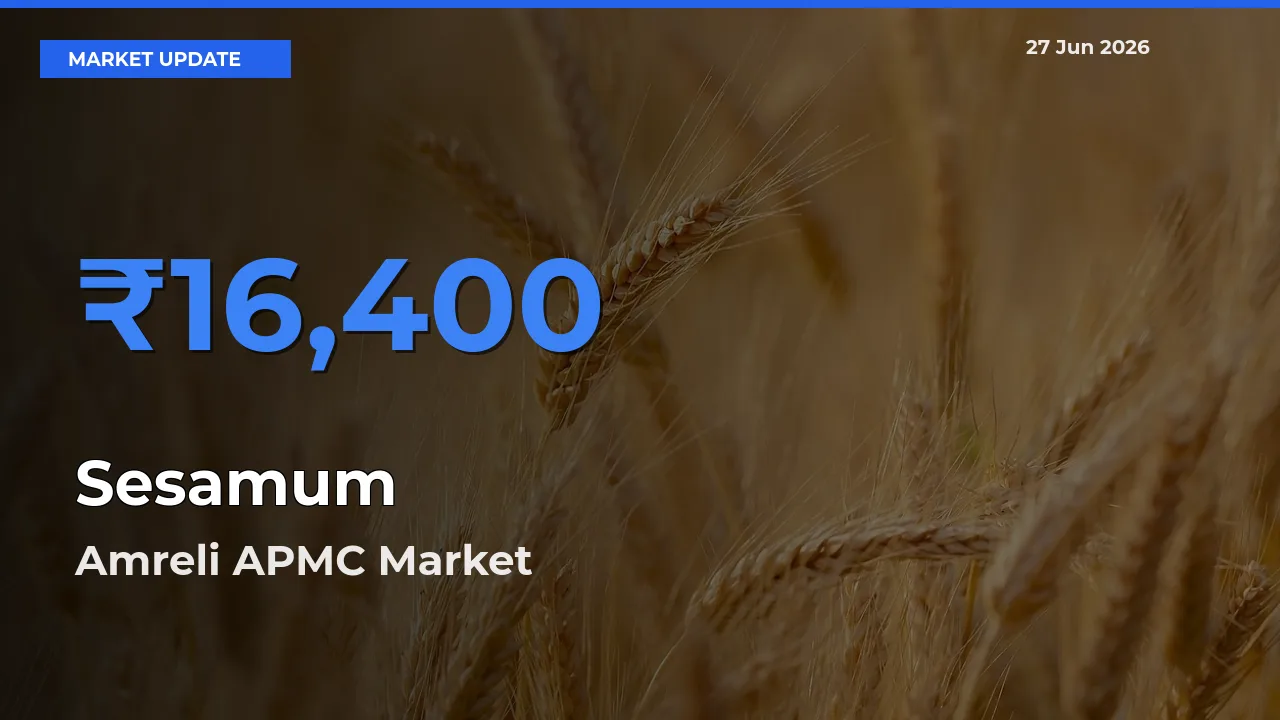 Amreli APMC Tops Sesamum Rates – June 27 Market Update