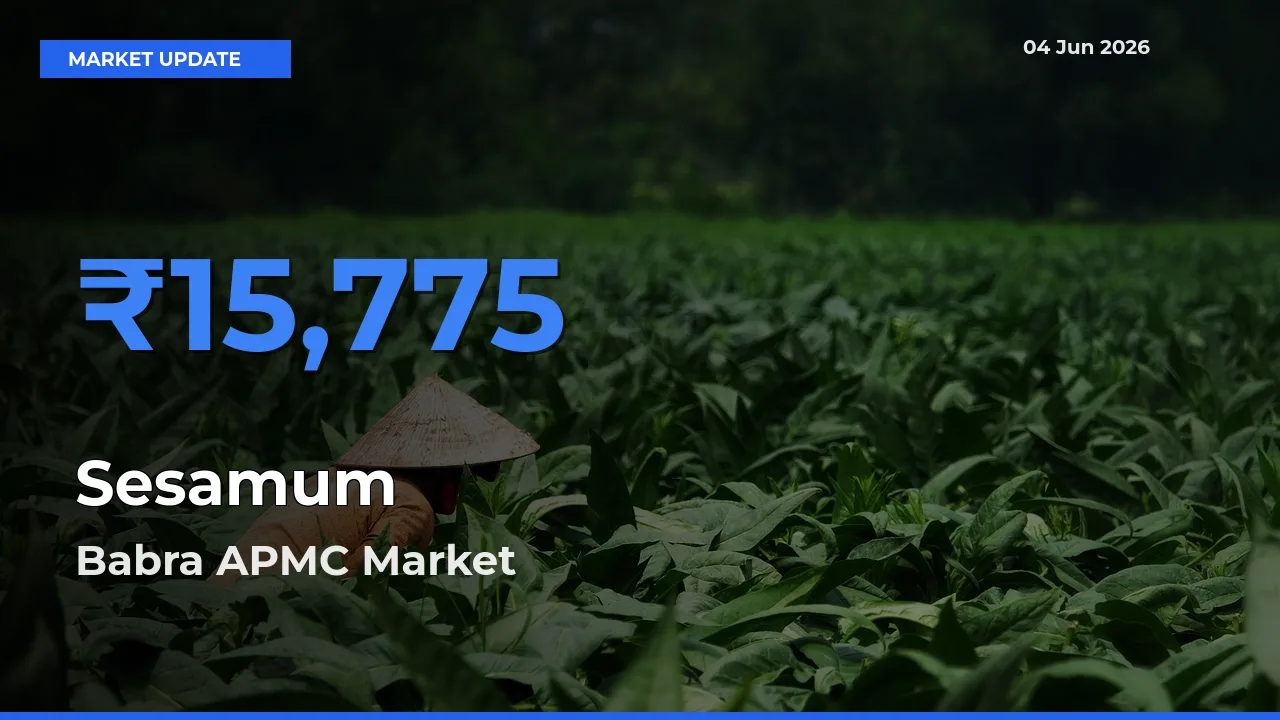 Babra APMC Tops Sesamum Rates – June 04 Market Update