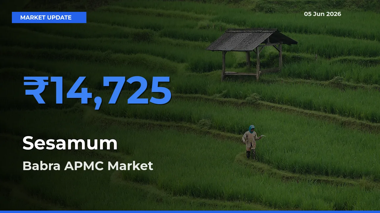 Babra APMC Tops Sesamum Mandi Rates Today