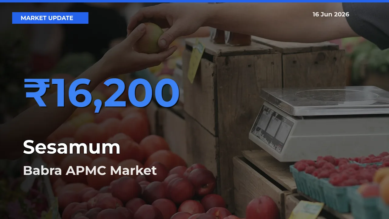 Sesamum Mandi Rate Today: Babra APMC Tops the List