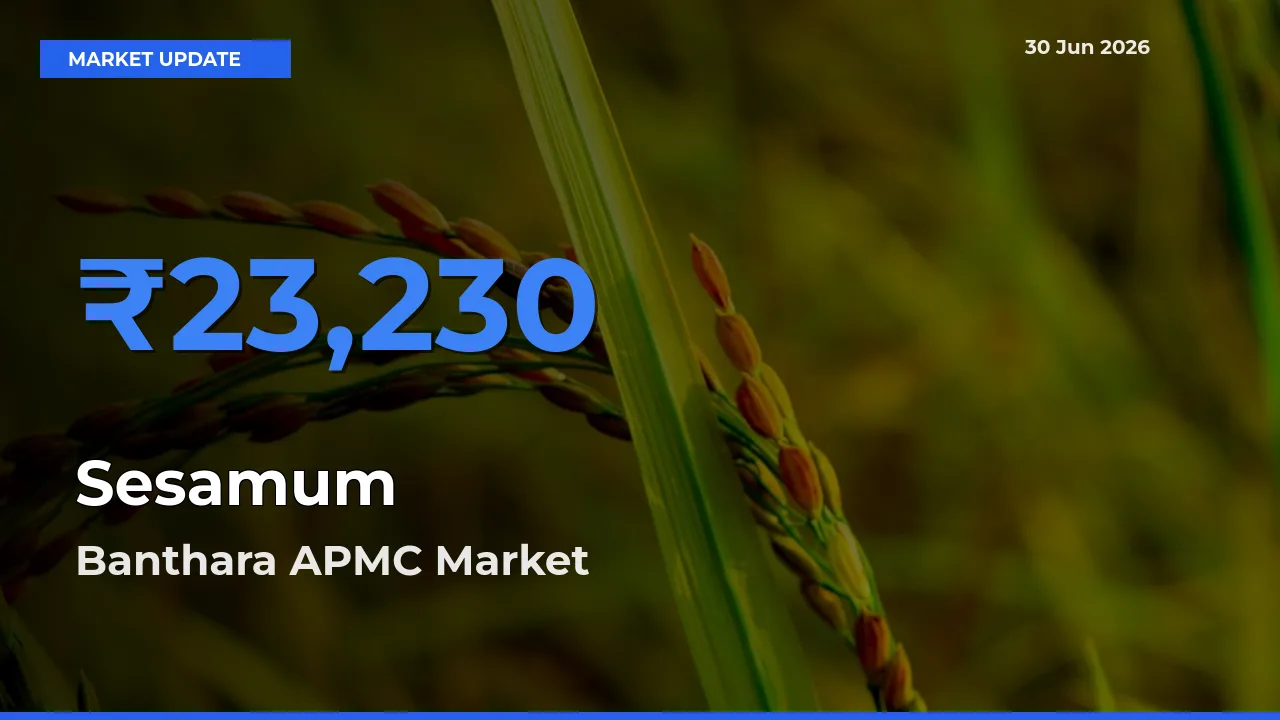Banthara APMC Records Highest ₹23,230 Rate for Sesamum