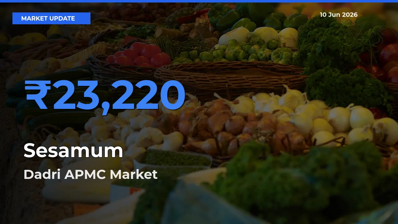 Dadri APMC Tops Sesamum Rates – June 10 Market Update