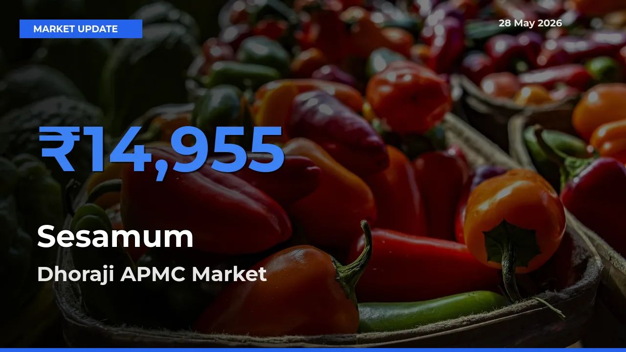 Dhoraji APMC Tops Sesamum Mandi Rates Today