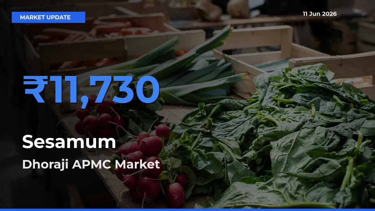 Dhoraji APMC Emerges as Top Mandi for Sesamum Prices Today