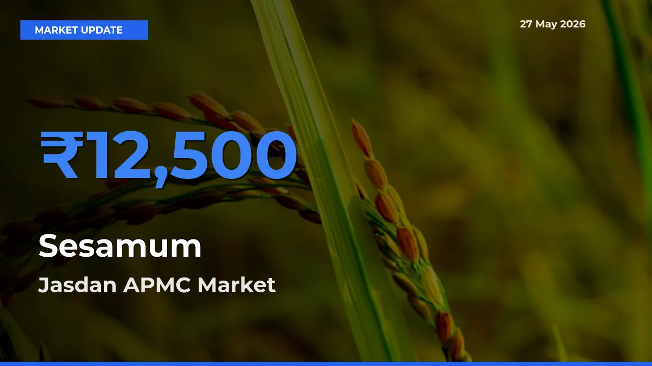 Jasdan APMC Offers ₹12,500 – Highest Sesamum Rate Today
