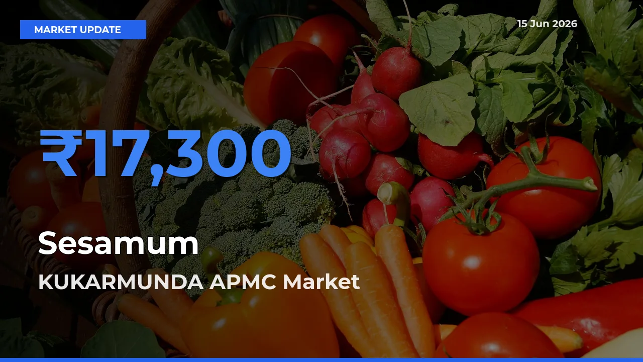 KUKARMUNDA APMC Tops Sesamum Mandi Rates Today