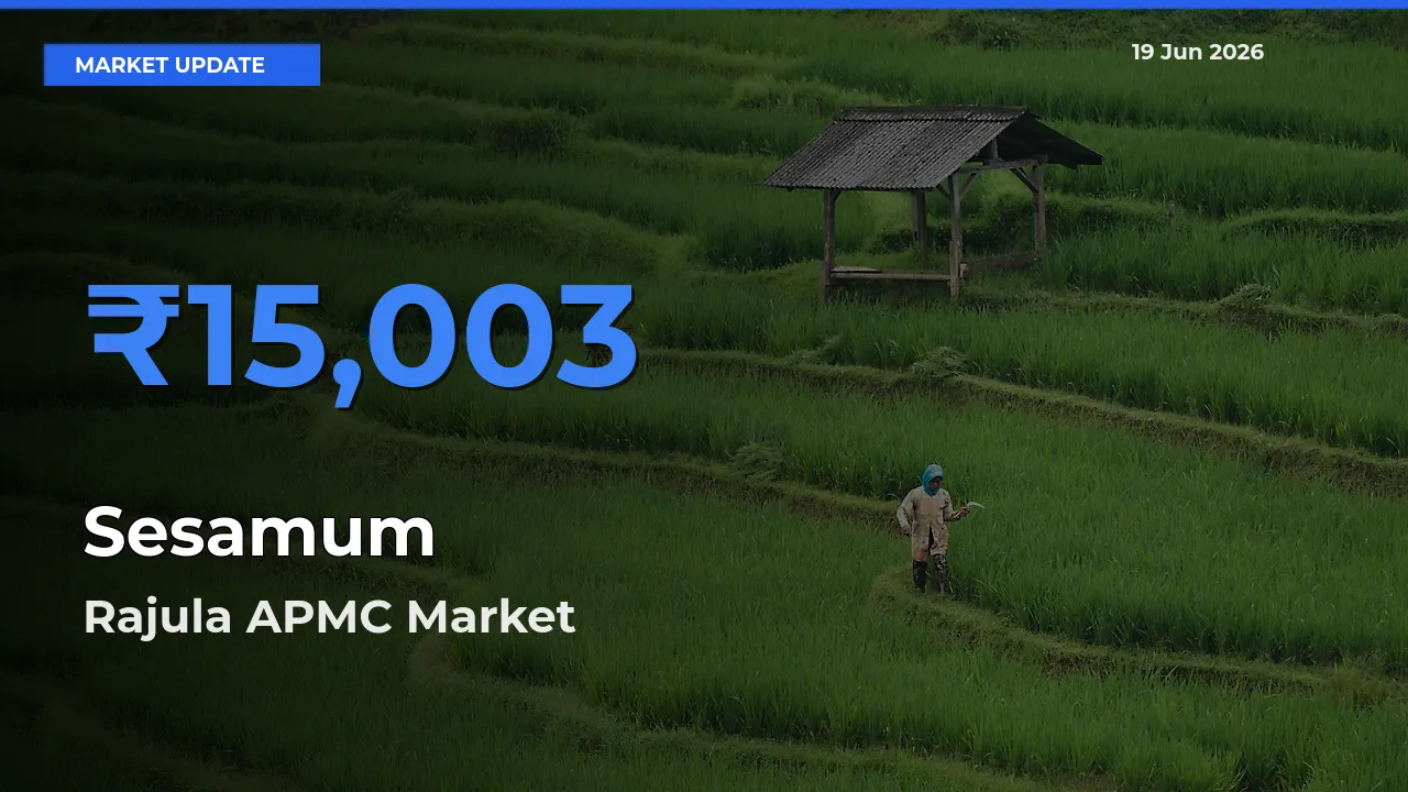 Top Performer! Rajula APMC Offers Best Sesamum Price Today