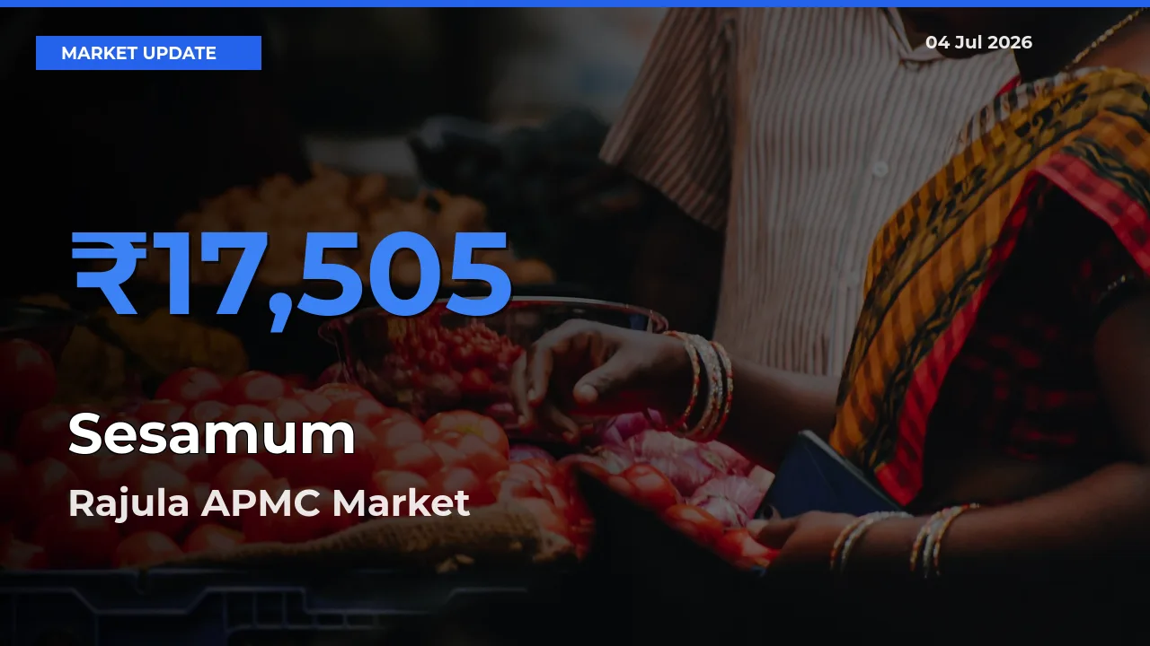 Rajula APMC Tops Sesamum Rates – July 04 Market Update