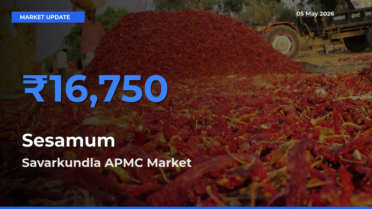 Market Watch: Savarkundla APMC Becomes Top Mandi for Sesamum