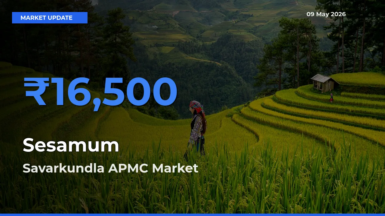 Market Watch: Savarkundla APMC Becomes Top Mandi for Sesamum