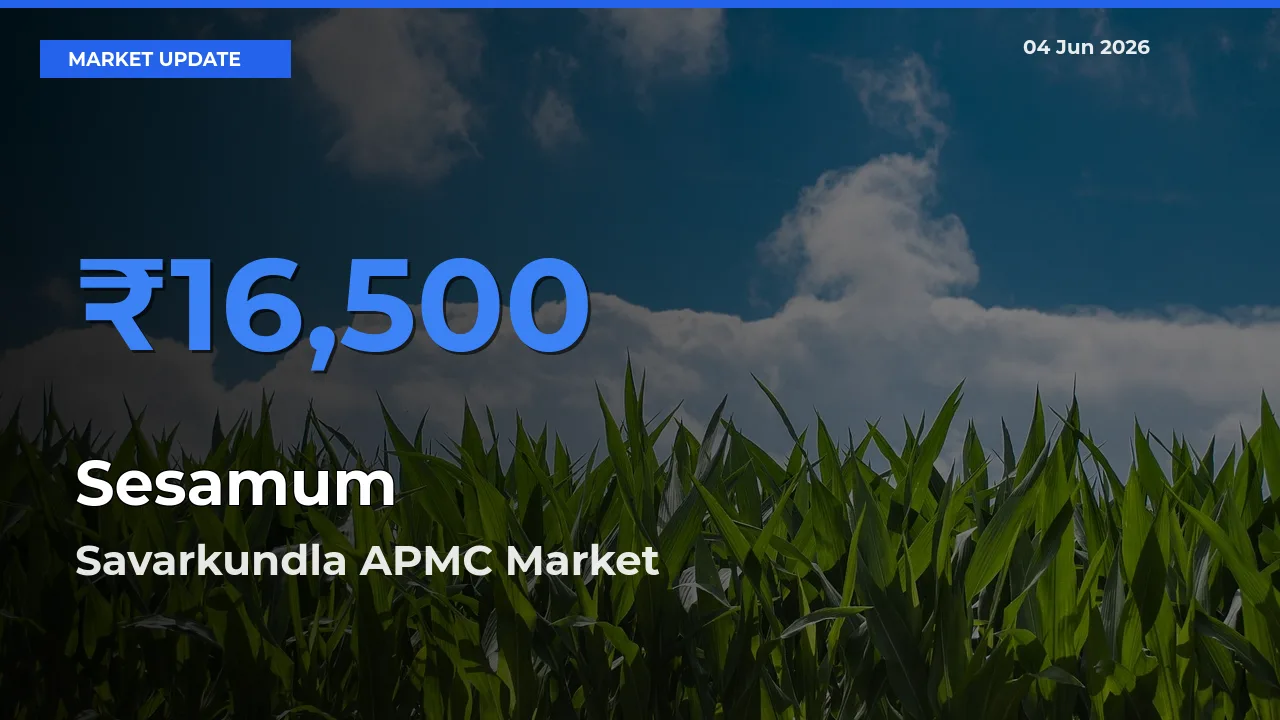 Farmers Prefer Savarkundla APMC as Sesamum Hits Highest Rate