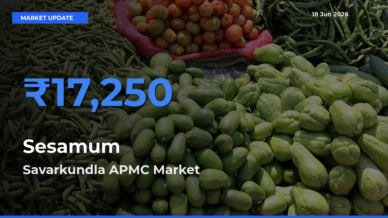 Savarkundla APMC Tops Sesamum Mandi Rates Today