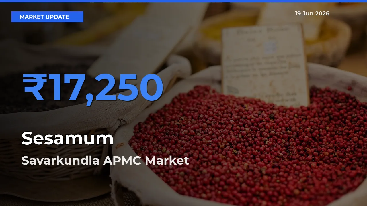 Savarkundla APMC Leads as Top Mandi for Sesamum Prices