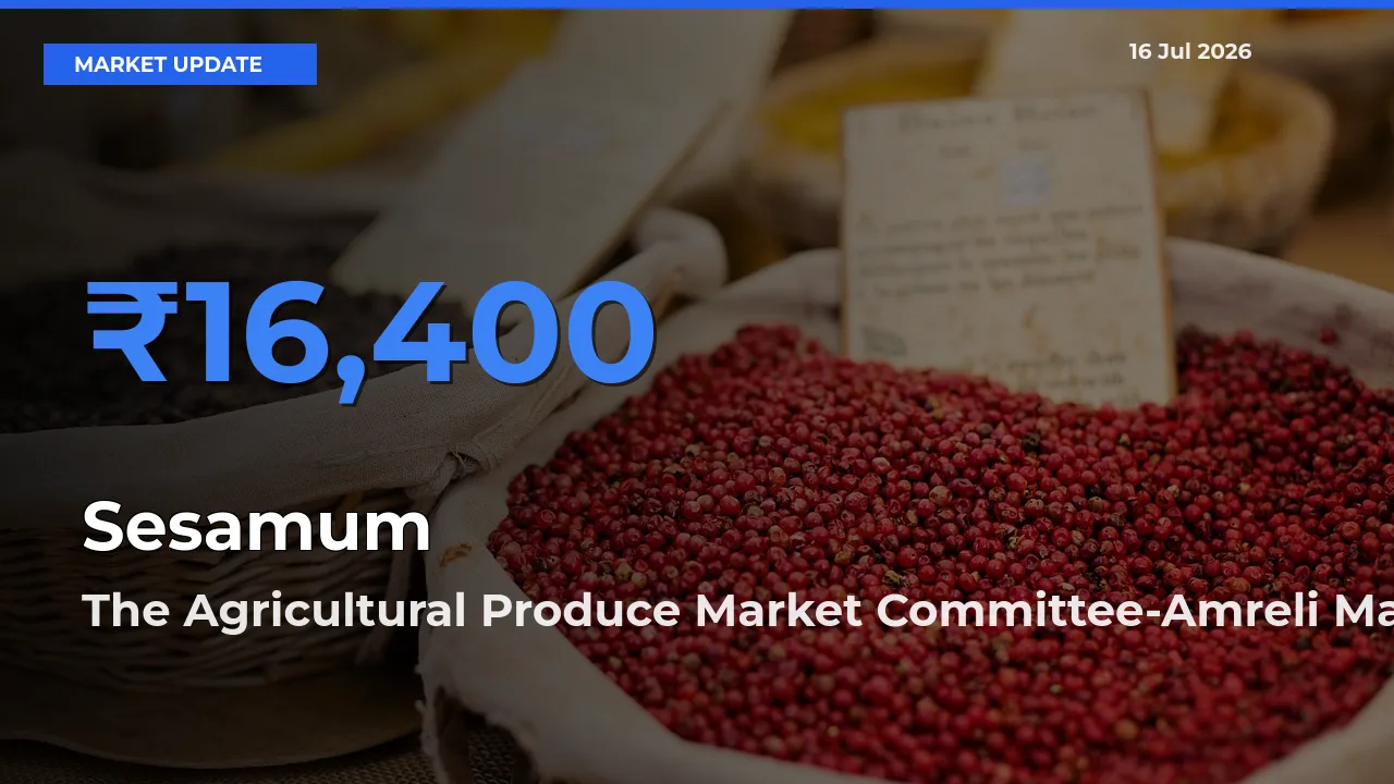 Top Performer! The Agricultural Produce Market Committee-Amreli Offers Best Sesamum Price Today
